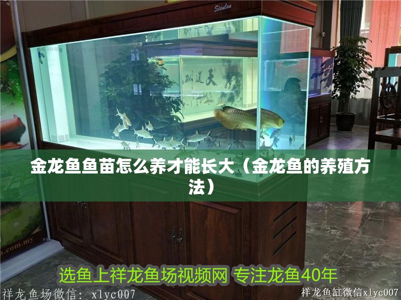 金龍魚魚苗怎么養才能長大（金龍魚的養殖方法）