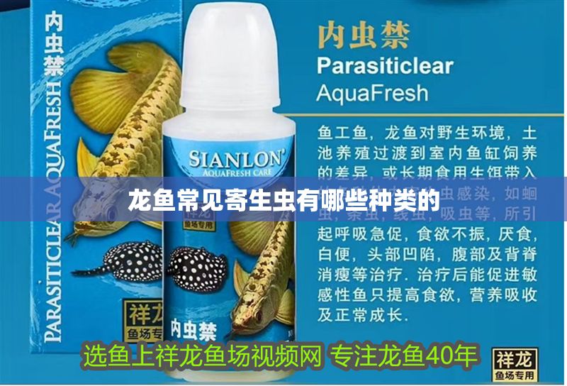 龍魚(yú)常見(jiàn)寄生蟲(chóng)有哪些種類(lèi)的