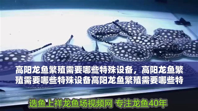 高陽龍魚繁殖需要哪些特殊設備，高陽龍魚繁殖需要哪些特殊設備高陽龍魚繁殖需要哪些特殊設備 高陽龍魚繁殖需要哪些特殊設備，高陽龍魚繁殖需要哪些特殊設備高陽龍魚繁殖需要哪些特殊設備 龍魚百科