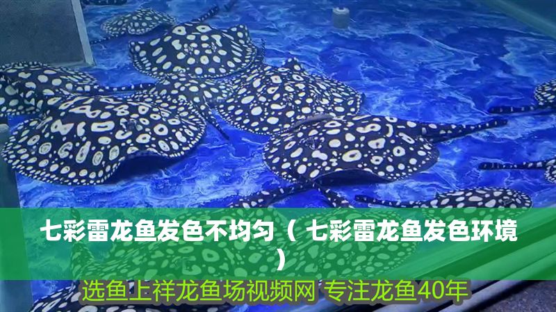 七彩雷龍魚發(fā)色不均勻（ 七彩雷龍魚發(fā)色環(huán)境）