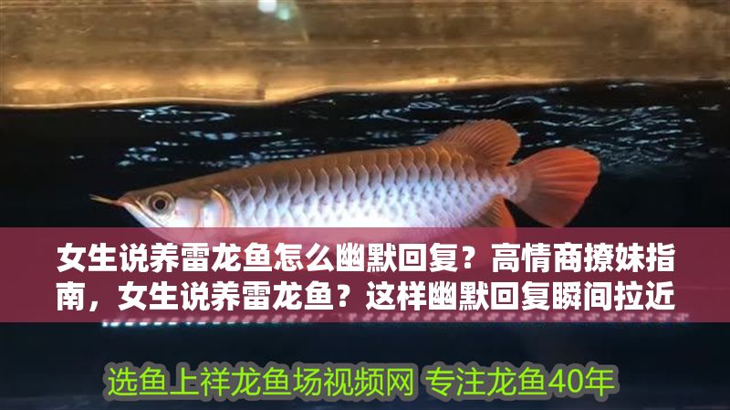 女生說養(yǎng)雷龍魚怎么幽默回復(fù)？高情商撩妹指南，女生說養(yǎng)雷龍魚？這樣幽默回復(fù)瞬間拉近距離！高情商撩妹話術(shù)