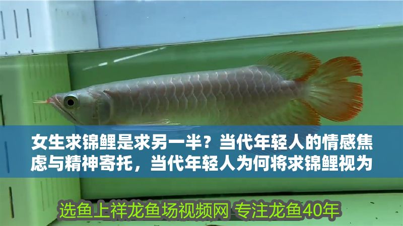 女生求錦鯉是求另一半？當代年輕人的情感焦慮與精神寄托，當代年輕人為何將求錦鯉視為情感寄托？揭秘背后的情感焦慮現(xiàn)象