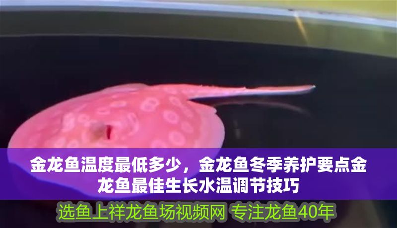 金龍魚溫度最低多少，金龍魚冬季養(yǎng)護要點金龍魚最佳生長水溫調(diào)節(jié)技巧