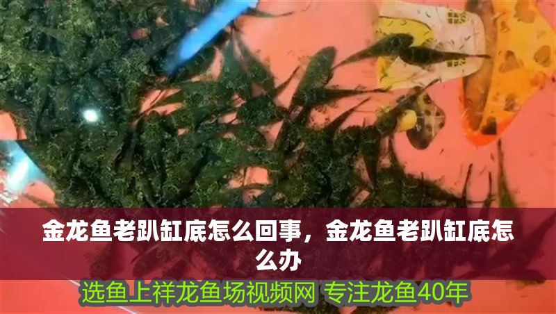 金龍魚老趴缸底怎么回事，金龍魚老趴缸底怎么辦