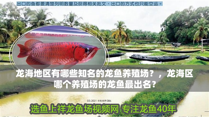 龍海地區(qū)有哪些知名的龍魚養(yǎng)殖場？，龍海區(qū)哪個養(yǎng)殖場的龍魚最出名？