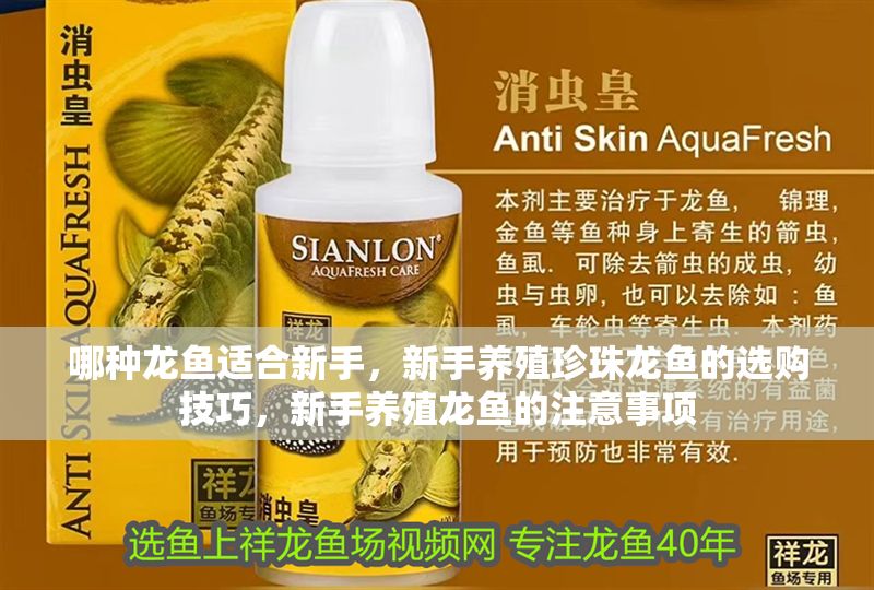 哪種龍魚適合新手，新手養(yǎng)殖珍珠龍魚的選購技巧，新手養(yǎng)殖龍魚的注意事項