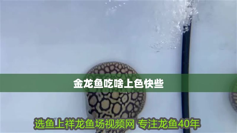 金龍魚吃啥上色快些 金龍魚吃啥上色快些 龍魚百科 第2張