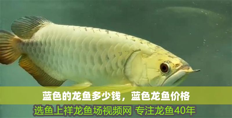 藍色的龍魚多少錢，藍色龍魚價格