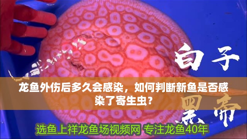 龍魚(yú)外傷后多久會(huì)感染，如何判斷新魚(yú)是否感染了寄生蟲(chóng)？