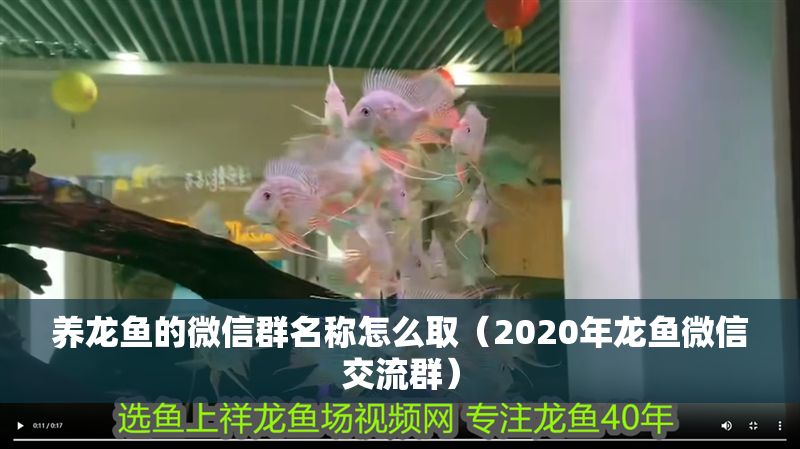 養龍魚的微信群名稱怎么取（2020年龍魚微信交流群）