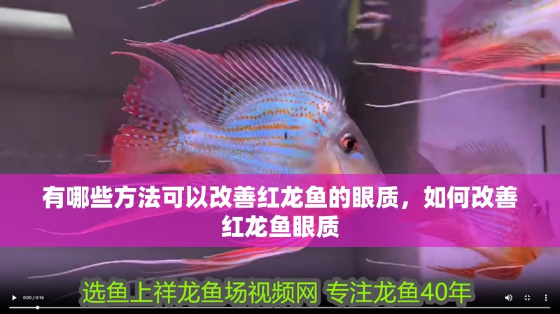 有哪些方法可以改善紅龍魚的眼質(zhì)，如何改善紅龍魚眼質(zhì)