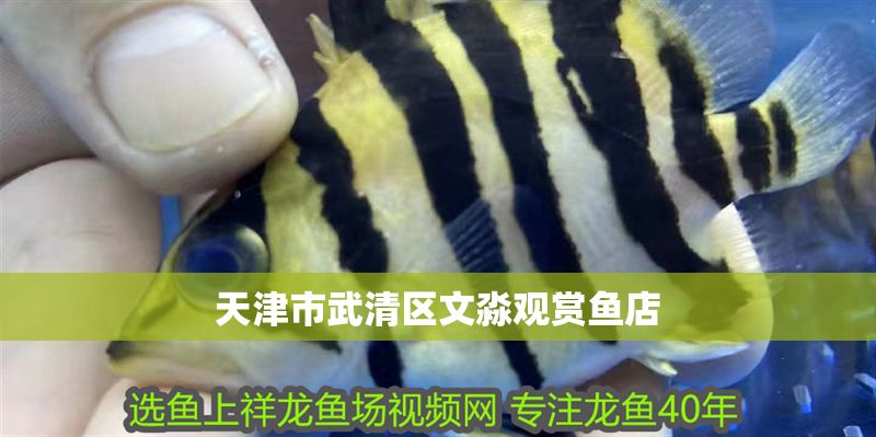 天津市武清區(qū)文淼觀賞魚(yú)店 全國(guó)水族館企業(yè)名錄 第1張 天津市武清區(qū)文淼觀賞魚(yú)店 天津市武清區(qū)文淼觀賞魚(yú)店 全國(guó)水族館企業(yè)名錄 第1張