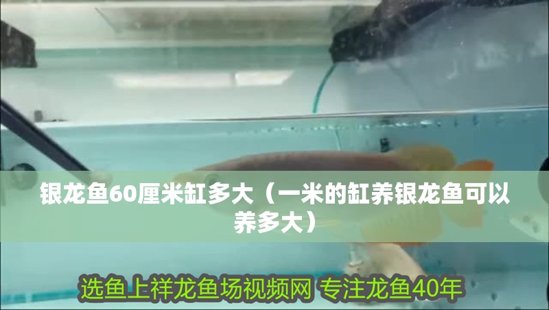銀龍魚60厘米缸多大（一米的缸養銀龍魚可以養多大） 銀龍魚60厘米缸多大（一米的缸養銀龍魚可以養多大） 銀龍魚百科