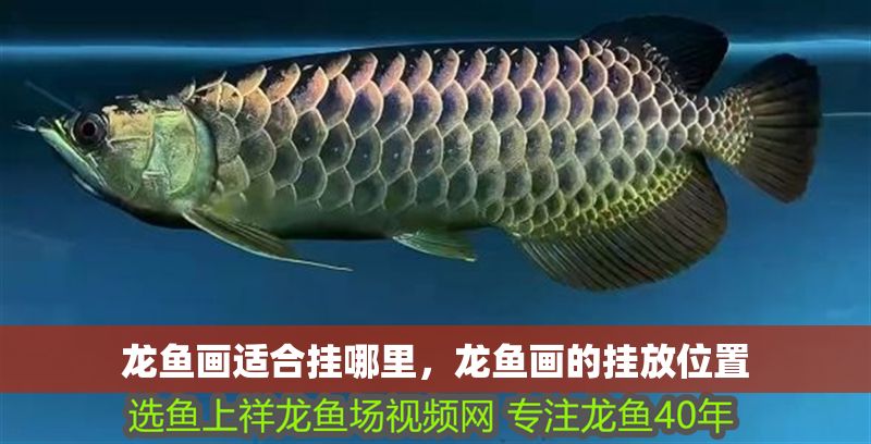 龍魚畫適合掛哪里，龍魚畫的掛放位置