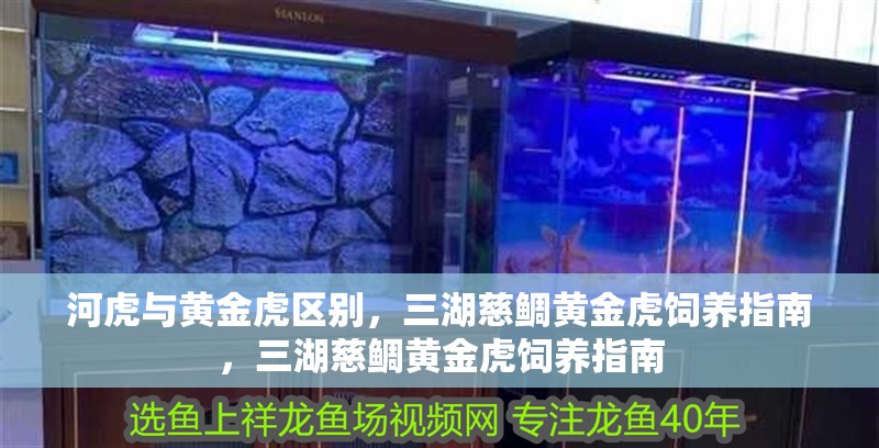 河虎與黃金虎區(qū)別，三湖慈鯛黃金虎飼養(yǎng)指南，三湖慈鯛黃金虎飼養(yǎng)指南