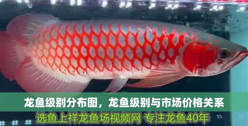 龍魚級別分布圖，龍魚級別與市場價格關系