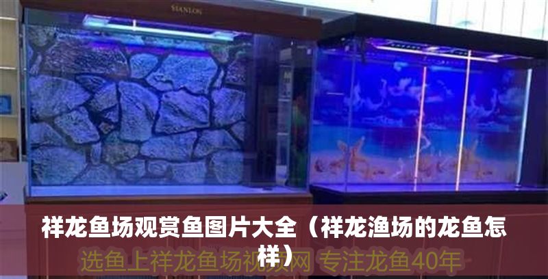 祥龍魚場觀賞魚圖片大全（祥龍漁場的龍魚怎樣） 祥龍魚場觀賞魚圖片大全（祥龍漁場的龍魚怎樣） 龍魚百科 第1張