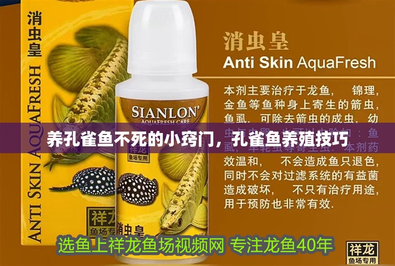 女人養孔雀魚3忌4要，打造健康水族箱的秘訣，女人養孔雀魚3忌4要，輕松打造健康水族箱的秘訣