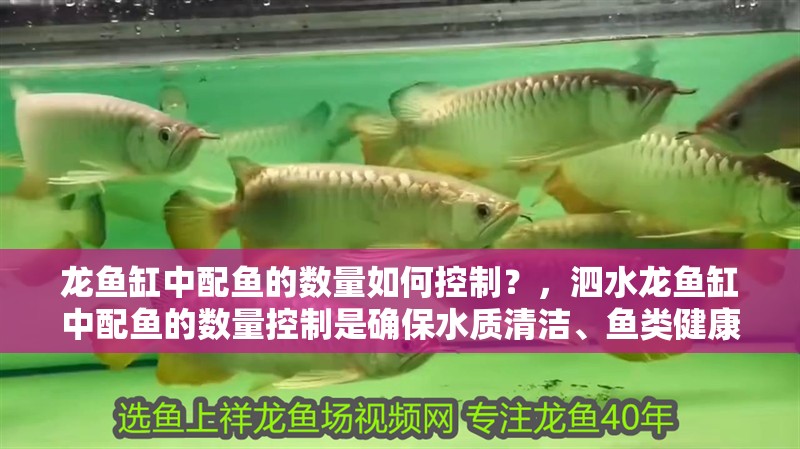 龍魚缸中配魚的數(shù)量如何控制？，泗水龍魚缸中配魚的數(shù)量控制是確保水質(zhì)清潔、魚類健康和生態(tài)平衡的關(guān)鍵