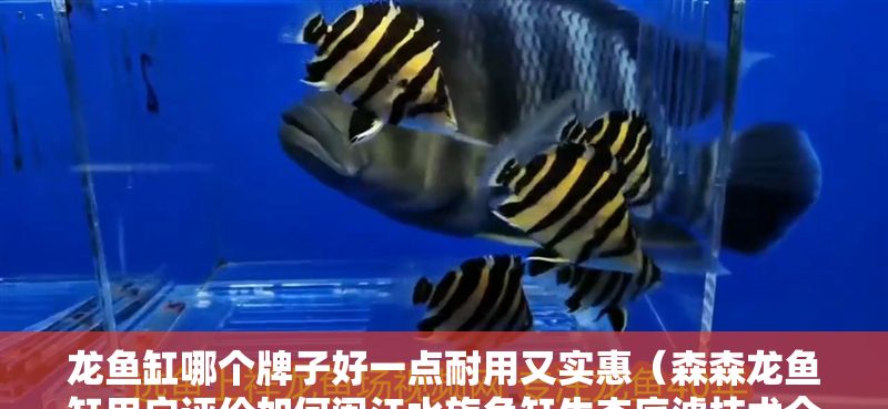 龍魚缸哪個牌子好一點耐用又實惠（森森龍魚缸用戶評價如何閩江水族魚缸生態(tài)底濾技術介紹）