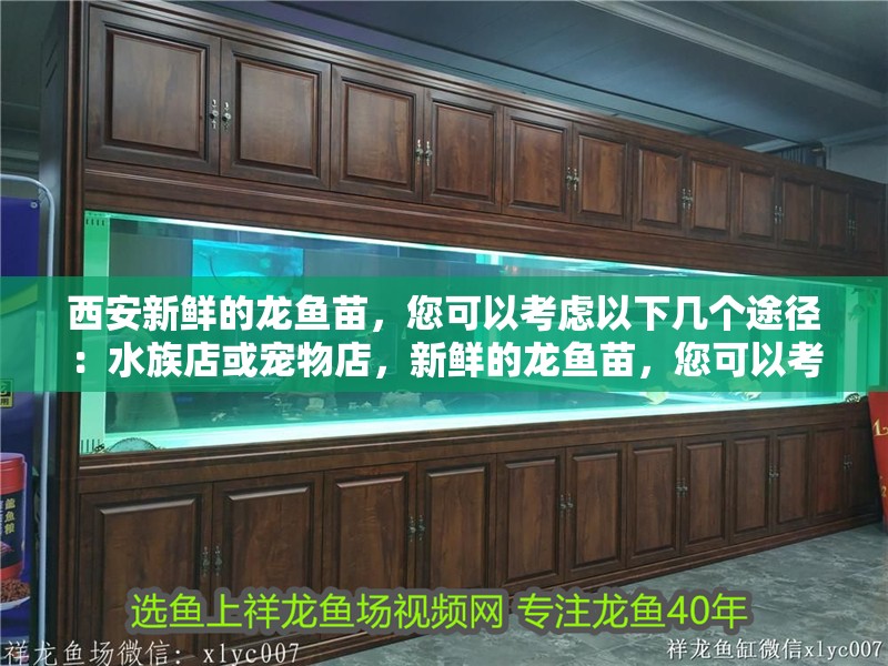 西安新鮮的龍魚苗，您可以考慮以下幾個途徑：水族店或?qū)櫸锏辏迈r的龍魚苗，您可以考慮以下幾個途徑