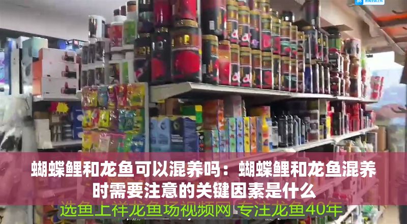 蝴蝶鯉和龍魚可以混養嗎：蝴蝶鯉和龍魚混養時需要注意的關鍵因素是什么