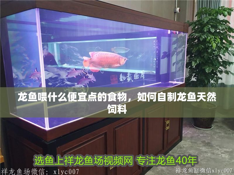 龍魚喂什么便宜點的食物，如何自制龍魚天然飼料
