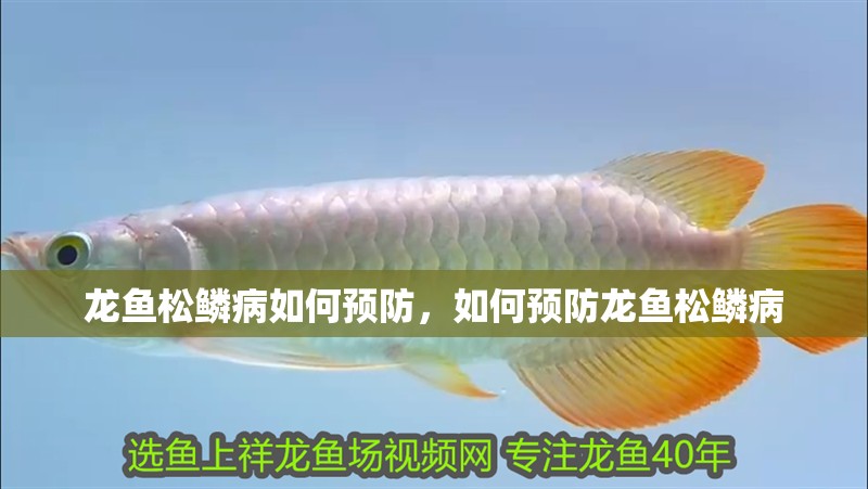我的虎魚真菌感染了要怎么處理 龍魚松鱗病如何預防,如何預防龍魚松鱗病 龍魚百科 龍魚松鱗病如何預防,如何預防龍魚松鱗病 龍魚松鱗病如何預防,如何預防龍魚松鱗病 龍魚百科