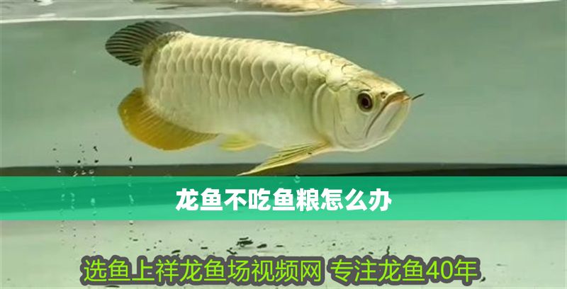 龍魚不吃魚糧怎么辦 龍魚百科 第2張 龍魚不吃魚糧怎么辦 龍魚不吃魚糧怎么辦 龍魚百科 第2張