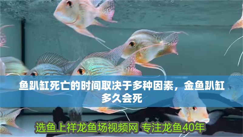 魚趴缸死亡的時間取決于多種因素，金魚趴缸多久會死