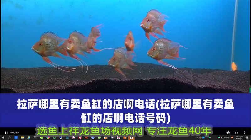 拉薩哪里有賣魚缸的店啊電話(拉薩哪里有賣魚缸的店啊電話號碼)