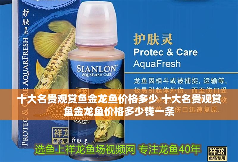 十大名貴觀賞魚金龍魚價格多少 十大名貴觀賞魚金龍魚價格多少錢一條