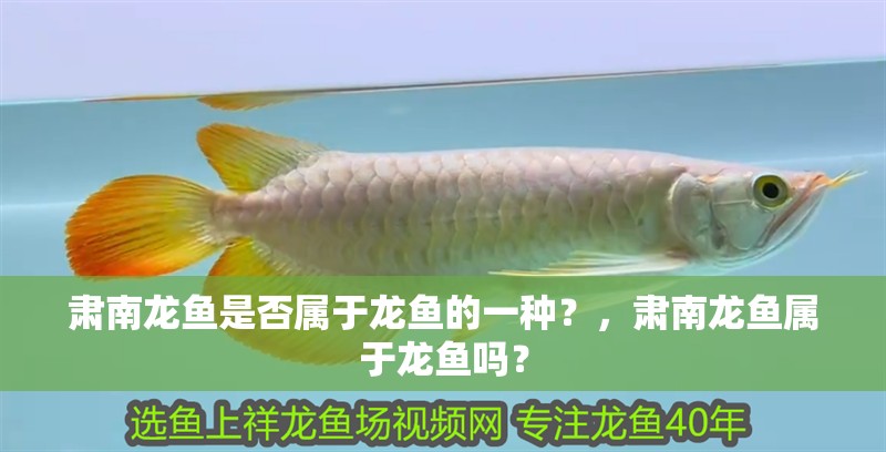 肅南龍魚是否屬于龍魚的一種？，肅南龍魚屬于龍魚嗎？ 肅南龍魚是否屬于龍魚的一種？，肅南龍魚屬于龍魚嗎？ 龍魚百科