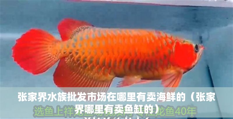 張家界水族批發(fā)市場(chǎng)在哪里有賣海鮮的（張家界哪里有賣魚缸的）