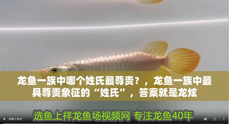 魚缸用增氧泵價格是多少:魚缸增氧機(jī)-xtrac增氧機(jī)-xtrac增氧機(jī) 龍魚一族中哪個姓氏最尊貴?,龍魚一族中最具尊貴象征的“姓氏”,答案就是龍炫 龍魚百科 龍魚一族中哪個姓氏最尊貴?,龍魚一族中最具尊貴象征的“姓氏”,答案就是龍炫 龍魚一族中哪個姓氏最尊貴?,龍魚一族中最具尊貴象征的“姓氏”,答案就是龍炫 龍魚百科