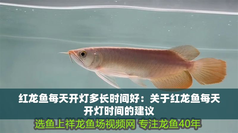 紅龍魚每天開燈多長時間好：關于紅龍魚每天開燈時間的建議