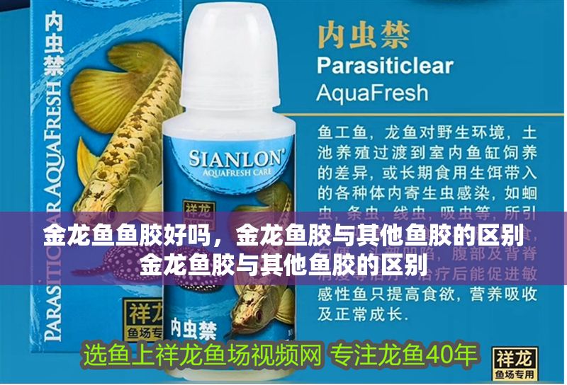 金龍魚魚膠好嗎，金龍魚膠與其他魚膠的區別金龍魚膠與其他魚膠的區別