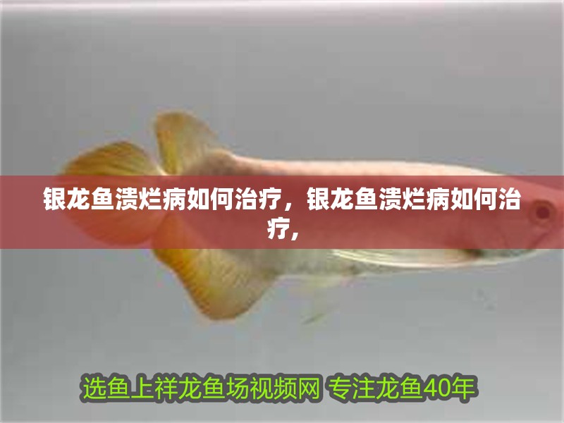 詳細閱讀:銀龍魚潰爛病如何治療,銀龍魚潰爛病如何治療, 銀龍魚潰爛病如何治療,銀龍魚潰爛病如何治療,