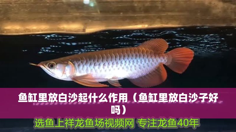 魚缸里放白沙起什么作用（魚缸里放白沙子好嗎）
