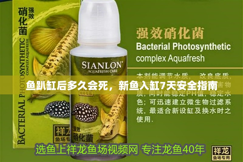 詳細閱讀:魚趴缸后多久會死,新魚入缸7天安全指南 魚趴缸后多久會死,新魚入缸7天安全指南