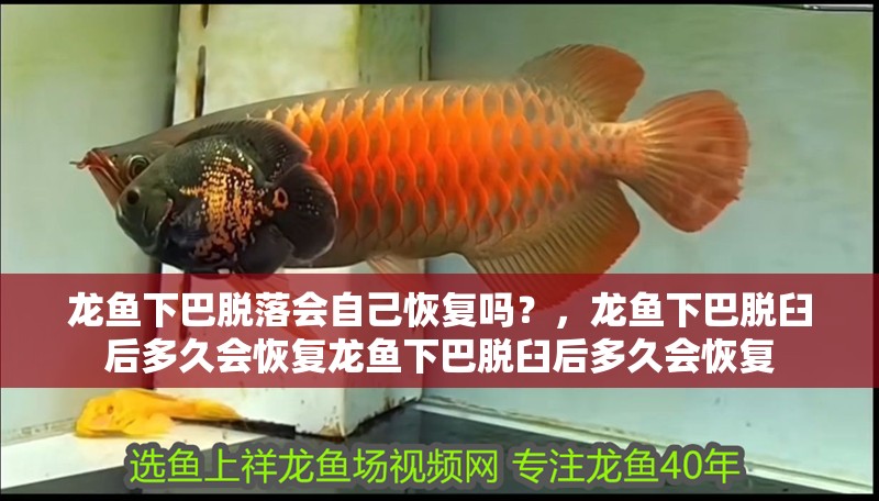 龍魚下巴脫落會自己恢復嗎？，龍魚下巴脫臼后多久會恢復龍魚下巴脫臼后多久會恢復