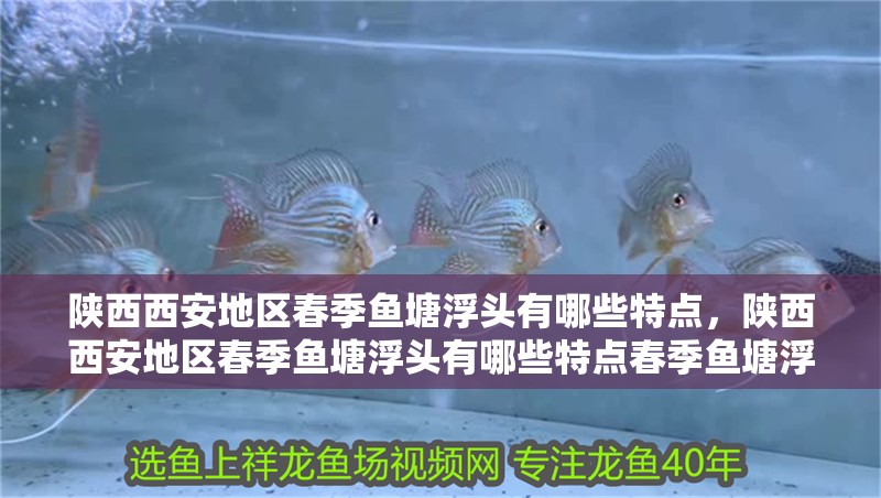 鸚鵡魚和銀龍魚混養怎樣喂食 陜西西安地區春季魚塘浮頭有哪些特點,陜西西安地區春季魚塘浮頭有哪些特點春季魚塘浮頭有哪些特點 龍魚百科 陜西西安地區春季魚塘浮頭有哪些特點,陜西西安地區春季魚塘浮頭有哪些特點春季魚塘浮頭有哪些特點 陜西西安地區春季魚塘浮頭有哪些特點,陜西西安地區春季魚塘浮頭有哪些特點春季魚塘浮頭有哪些特點 龍魚百科