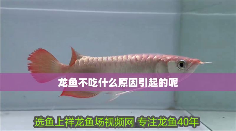 龍魚不吃什么原因引起的呢