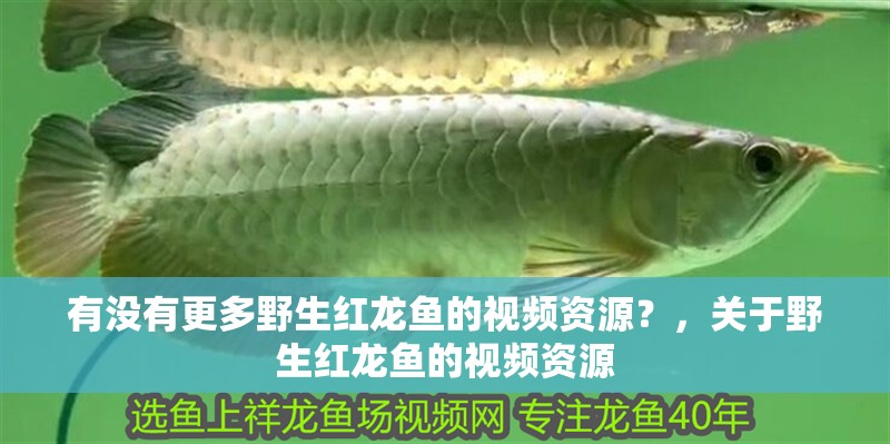 我的虎魚真菌感染了要怎么處理 有沒有更多野生紅龍魚的視頻資源?,關于野生紅龍魚的視頻資源 龍魚百科 有沒有更多野生紅龍魚的視頻資源?,關于野生紅龍魚的視頻資源 有沒有更多野生紅龍魚的視頻資源?,關于野生紅龍魚的視頻資源 龍魚百科