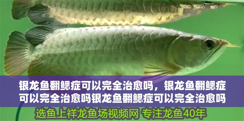 銀龍魚翻鰓癥可以完全治愈嗎，銀龍魚翻鰓癥可以完全治愈嗎銀龍魚翻鰓癥可以完全治愈嗎 銀龍魚翻鰓癥可以完全治愈嗎，銀龍魚翻鰓癥可以完全治愈嗎銀龍魚翻鰓癥可以完全治愈嗎 龍魚百科