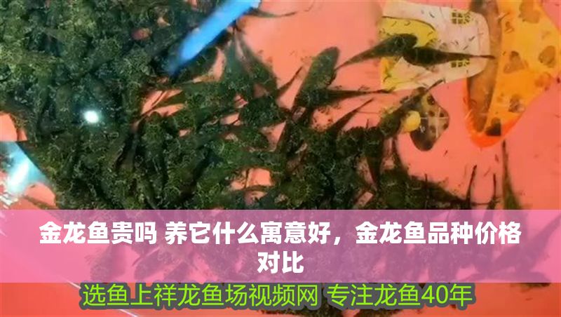 金龍魚貴嗎 養(yǎng)它什么寓意好，金龍魚品種價(jià)格對比