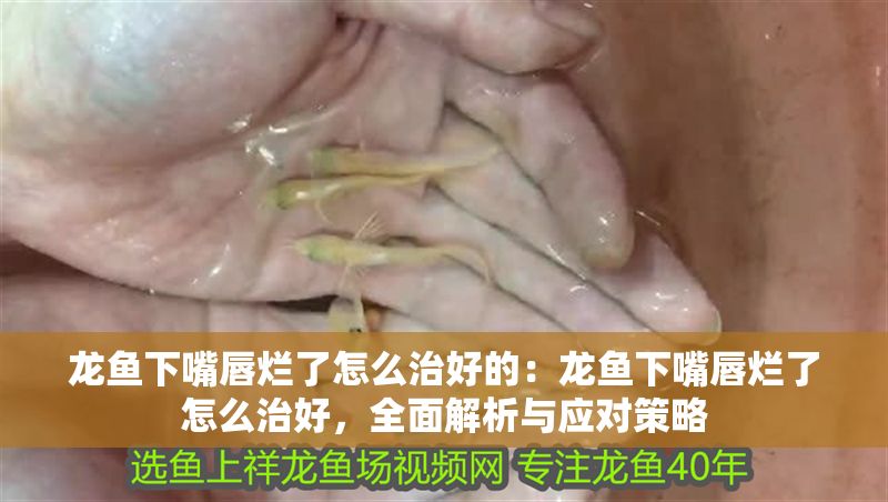 龍魚下嘴唇爛了怎么治好的：龍魚下嘴唇爛了怎么治好，全面解析與應(yīng)對策略