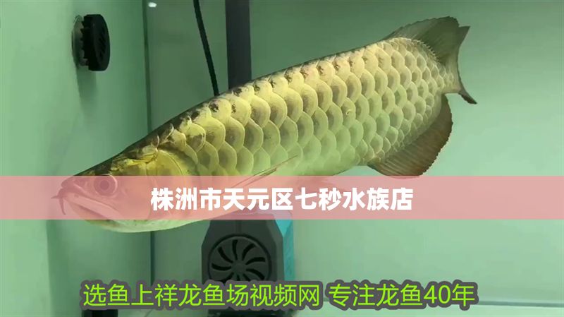 株洲市天元區(qū)七秒水族店 株洲市天元區(qū)七秒水族店 全國水族館企業(yè)名錄 第1張