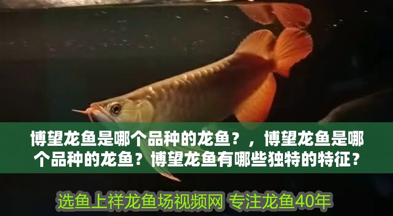 博望龍魚是哪個品種的龍魚？，博望龍魚是哪個品種的龍魚？博望龍魚有哪些獨特的特征？ 博望龍魚是哪個品種的龍魚？，博望龍魚是哪個品種的龍魚？博望龍魚有哪些獨特的特征？ 龍魚百科