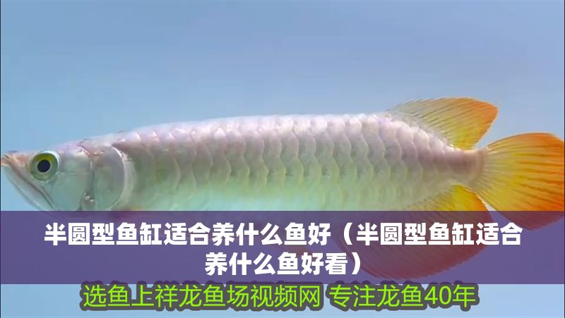 半圓型魚缸適合養(yǎng)什么魚好（半圓型魚缸適合養(yǎng)什么魚好看）